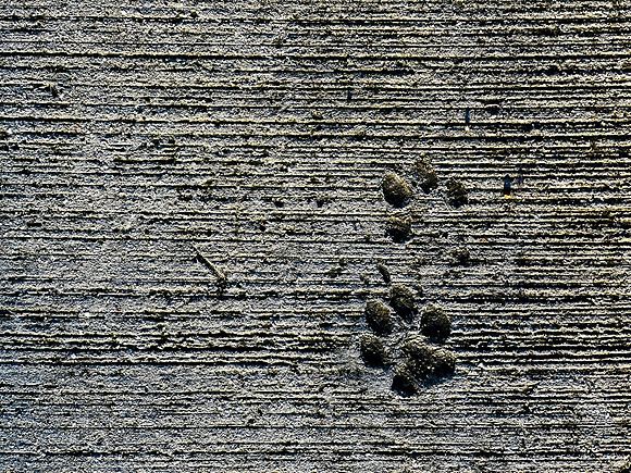 IMG_1364