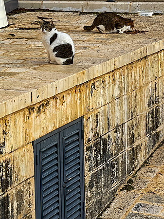 IMG_2534