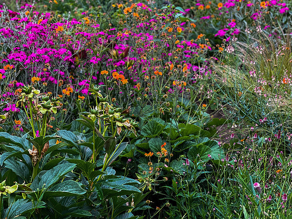 IMG_5579