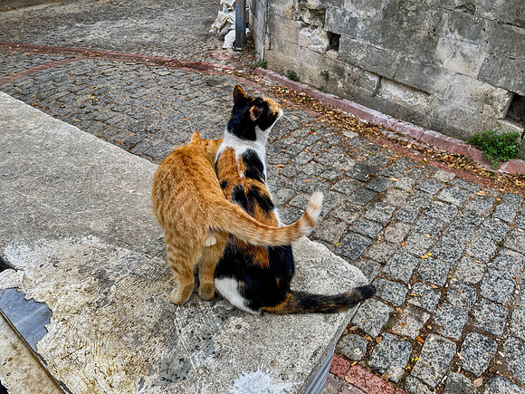 IMG_2173