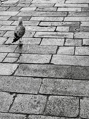 FFC0CC8A-A339-4B9C-A8A3-6756C3E49FAA_1_201_a